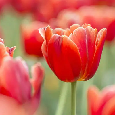 Red Tulips: Expressing Love and Affection Through Nature - TN Nursery