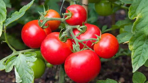 Relevant Information about Growing Tomatoes - TN Nursery
