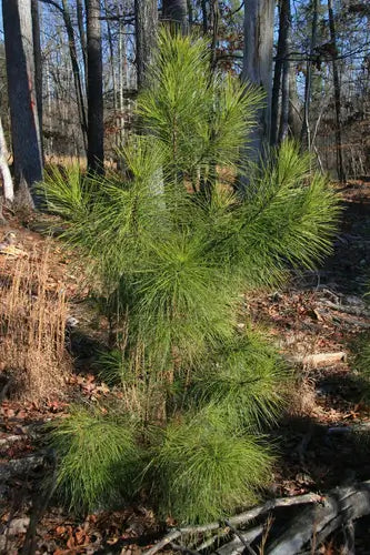 Remarkable Pine Trees: Loblolly and the Black Pine - TN Nursery