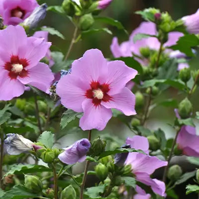 Rose of Sharon Shrubs: The Beauty and Significance of this Versatile Plant - TN Nursery