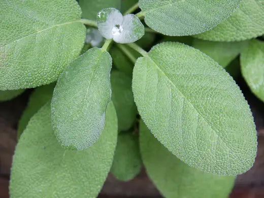 Sage: How to Grow, Harvest, and Use this Versatile Herb - TN Nursery