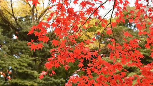 Scarlet Red Maple Tree | TN Nursery - TN Nursery