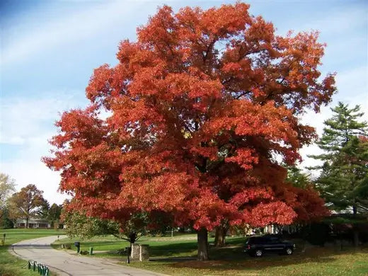 Scarlet Red Maple Trees - Facts - TN Nursery