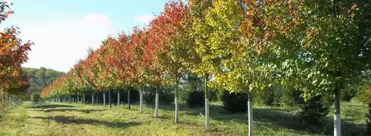 Shop Online For Trees with discount - TN Nursery