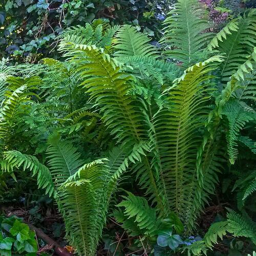 Shoppers Guide For Larger Fern Choices - TN Nursery