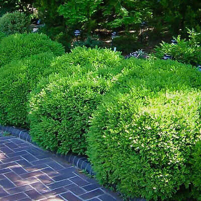 Shrubs are an integral part of residential and sometimes commercial landscaping - TN Nursery