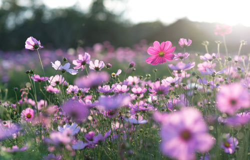 Why TN Nursery is America’s Trusted Source for Garden Plants Since 1959