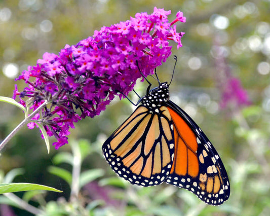 Butterfly Bush