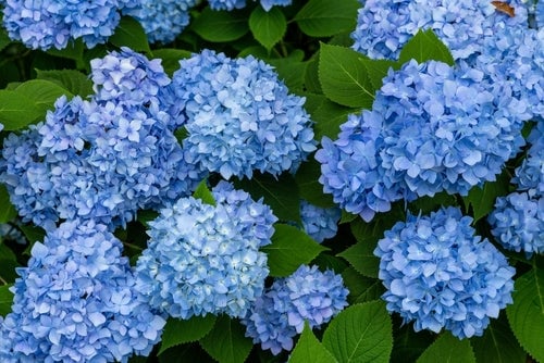 Blue Flowering Perennials with Long Bloom Cycles