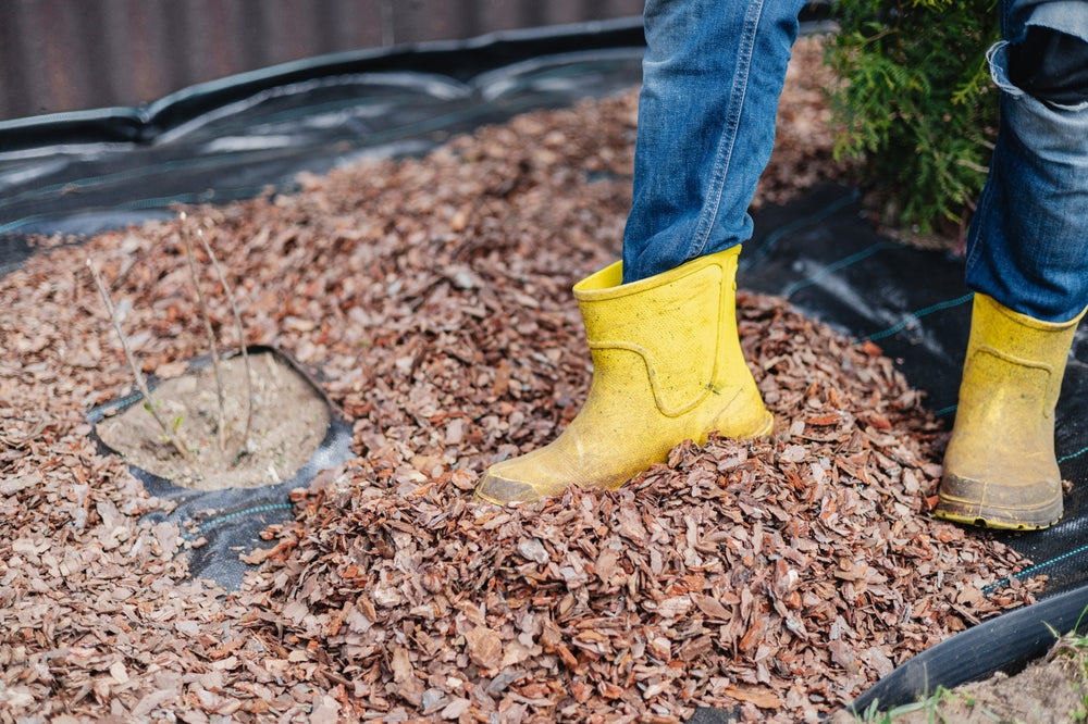 Winter Garden Prep on Protecting Plants for a Beautiful Spring