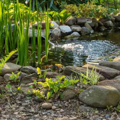 Small Gardening Ponds Design for All Budgets - TN Nursery