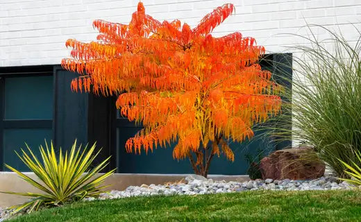 Small Trees with Excellent Fall Foliage - TN Nursery