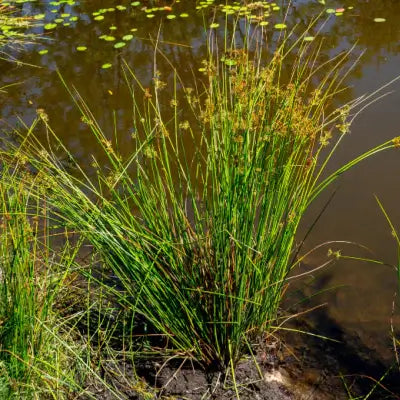 Soft Rush Is A Water Loving Plant - TN Nursery