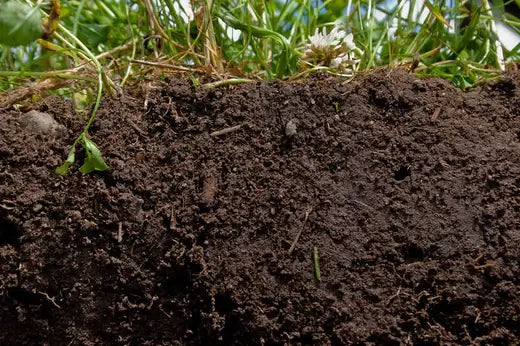 Soil - Facts, Information, and Importance - TN Nursery