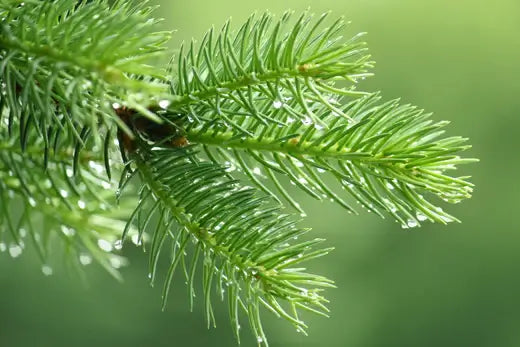 Spruce Pine Trees Are Popular For Living Fences - TN Nursery