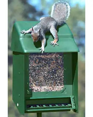 Squirrel-proof Your Bird-feeder - TN Nursery