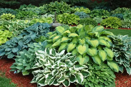 Strategies To Keep Your Garden Healthy - TN Nursery