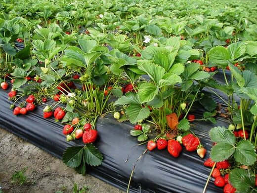 Strawberry Plants - | Facts and Information - TN Nursery