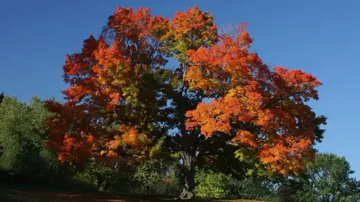 Sugar Maple Tree's Elegance In Autumn - TN Nursery
