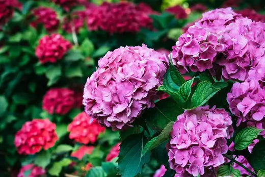 Pink and red hydrangea shrubs in full bloom.