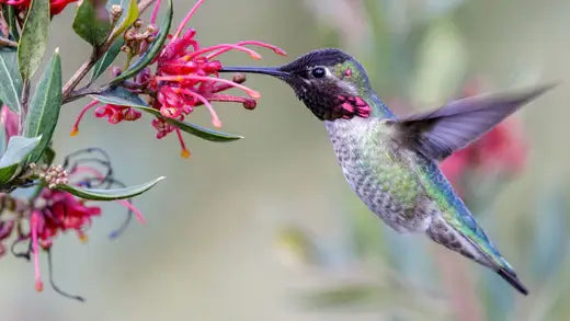 A Hummingbird collecting nectar out of a pink flower.