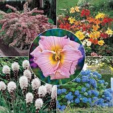 Vibrant pink lily with yellow center, a sun-loving perennial