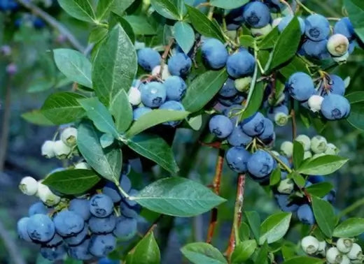 The Advantages of Berry Plants In Landscapes - TN Nursery