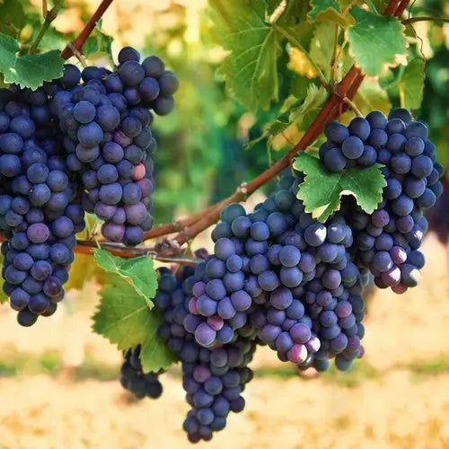 The Advantages of Berry Vines - TN Nursery