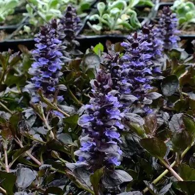 The Ajuga Reptans Is a Beautiful Flowering Groundcover - TN Nursery