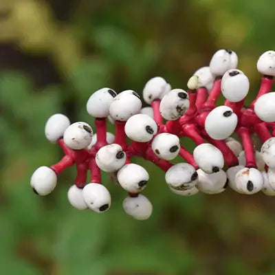 The Alluring Beauty of Dolls Eye Plant: A Perfect Addition to Your Garden - TN Nursery