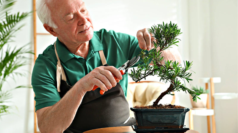 The Art of Bonsai: A Step-by-Step Guide to Bonsai Tree Care - TN Nursery