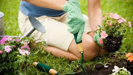 The Basics Of Gardening for Beginners - TN Nursery
