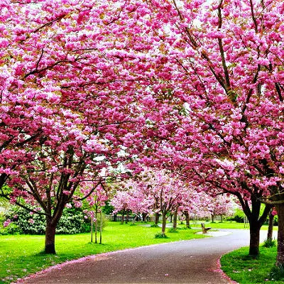 The Beauty of Flowering Trees | TN Nursery - TN Nursery