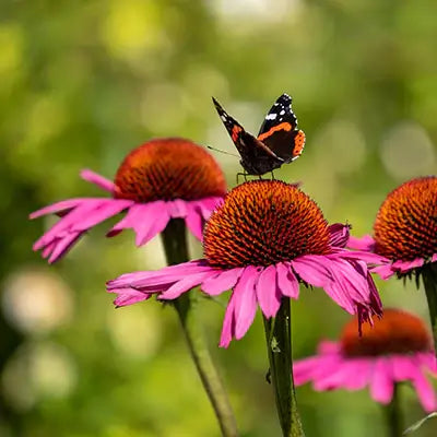 The Benefits of Butterfly-Attracting Plants - TN Nursery