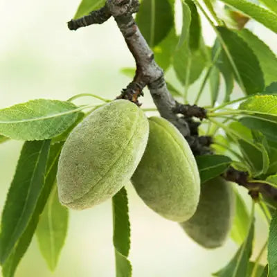 The Benefits of Growing Almond Trees in Your Landscape - TN Nursery