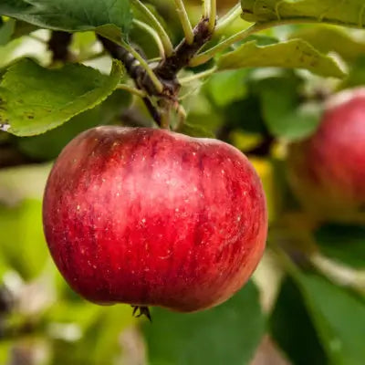 The Benefits Of Growing Fruiting Apple Trees - TN Nursery
