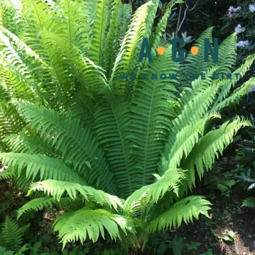 The Benefits of Growing Native Ferns in Your Outdoor Space - TN Nursery