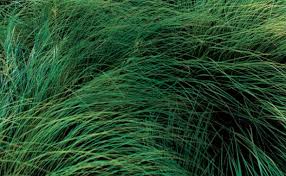 The Benefits of Native Grasses in Landscaping - TN Nursery