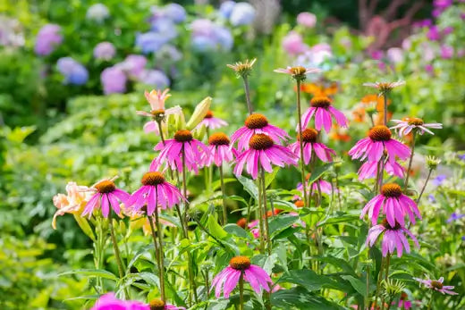 The Benefits of Perennial Gardening - TN Nursery