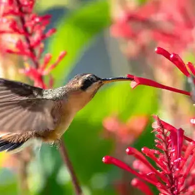 The Benefits of Planting Hummingbirds in Your Yard - TN Nursery