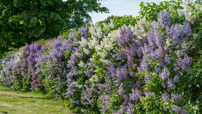 The Benefits Of Using Native Shrubs In Landscaping - TN Nursery