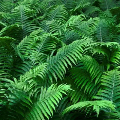 The Best Fern for You | Facts and Information - TN Nursery