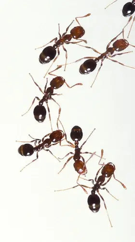 The Best Natural Ways to Get Rid of Ants without Using Chemicals - TN Nursery
