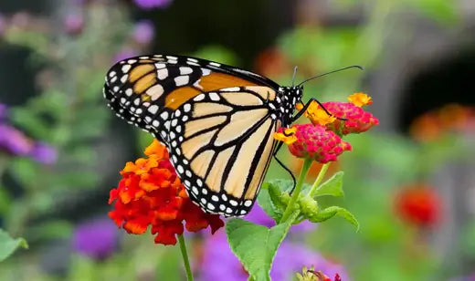 The Best Pollinators For Your Garden - TN Nursery