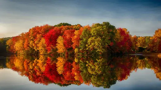 The Best Trees for Vibrant Fall Foliage - TN Nursery