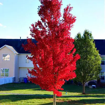 The Colorful Autumn Blaze Maple - TN Nursery