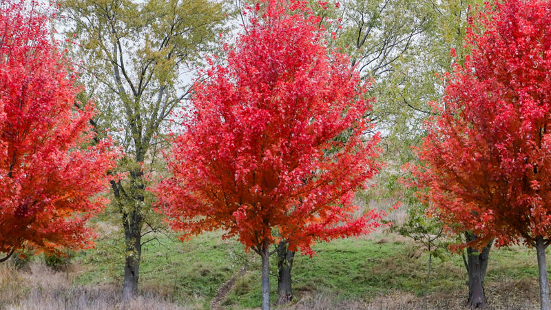 The Importance of Carotene in Autumn Tree Leaves - TN Nursery