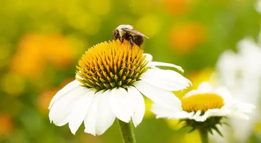 The Importance of Planting Pollinator Friendly Native Plants - TN Nursery