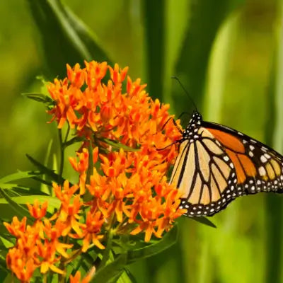 The Many Advantages Of Planting Butterfly Plants - TN Nursery