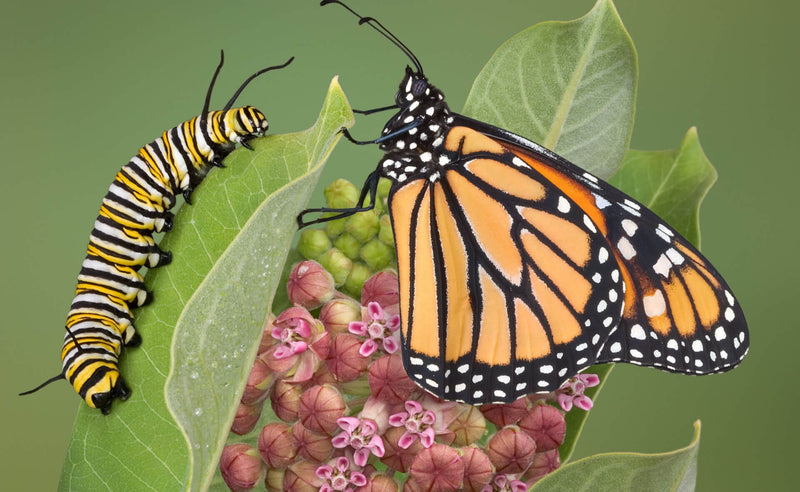 The Miraculous Milkweed: A Lifeline for Monarchs in Peril - TN Nursery